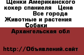 Щенки Американского кокер спаниеля › Цена ­ 15 000 - Все города Животные и растения » Собаки   . Архангельская обл.